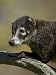 Captive Coati (Nasua Narica), Minnesota Wildlife Connection, Sandstone, Minnesota, US...