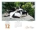 Cat Naps 2016 Boxed/Daily Calendar