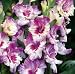 5 New 'Nashville' Gladiolus Flower Bulbs, Perennial