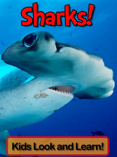 Sharks! Learn About Sharks and Enjoy Colorful Pictures - Look and Learn! (50+ Photos of Sharks)