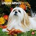 Lhasa Apsos 2012 Square 12X12 Wall Calendar (Multilingual Edition)