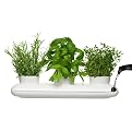 Herb Pot Trio