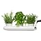 Herb Pot Trio