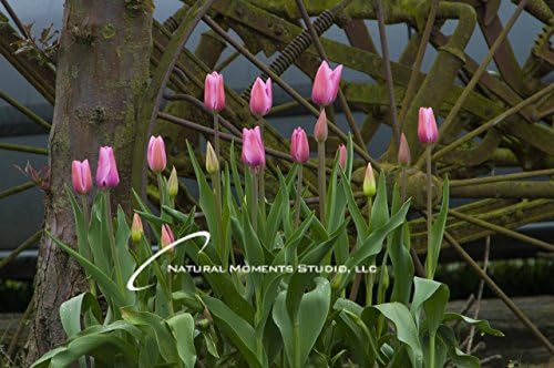 Antique Tulip Wheel (YCF376) Ready to Hang Giclee Canvas Print
