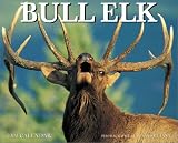 Bull Elk