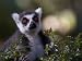 Ring-Tailed Lemur (In Tree) Art Poster Print - 11
