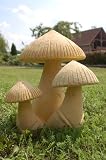 Eigenschaften Wilai  / Asiatischer Steinpilz