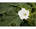 Photographic Prints of Thorn Apple - in flower and fruit. Naturalised in UK from Ardea Wildlife Pets