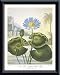 Blue Egyptian Water-Lily, Framed Art Print by Dr. Robert John Thornton