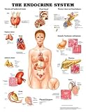 The The Endocrine System Anatomical Chart