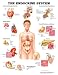 The The Endocrine System Anatomical Chart