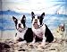 Boston Terrier Dogs Puppies Fleece Blanket Throw BK0301