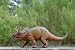 Triceratops Large Dinosaur Figure: Realistic 17.5 inch long Dino Replica_s-1