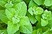 Peppermint Essential Oil - 100% Pure, Steam Distilled - 1 oz