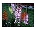 Gladiolas of Pastel Image