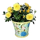 Live Plant - Floral Vase 6 Inches - with Roses