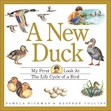 A New Duck : My First Look at the Life Cycle of a Bird (My First Look at Nature)