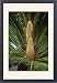 Framed Prints of KF-3715 Sago Palm - male in flower from Ardea Wildlife Pets