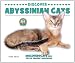 Discover Abyssinian Cats (Discover Cats With the Cat Fanciers' Association)