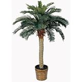 Sago Silk Palm Tree 4'