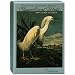 Pomegranate Audubon/Magnificent Birds Standard Boxed Note Card Set (Pack of 2)