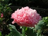 51Q3WLzyfuL. SL160  Double Vision Christmas Rose 4 Seeds  Helleborus  Shade