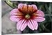 Canvas Prints of Painted tongue (Salpiglossis sinuata) from Science Photo Library