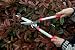 Darlac Garden Hedging Shear