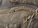 The Ribs and Spine of Ichthyosaur Fossil Stenopterygius Quadriscissus, Australia Photographic Poster Print by Jason Edwards, 40x30