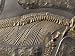 The Ribs and Spine of Ichthyosaur Fossil Stenopterygius Quadriscissus, Australia Photographic Poster Print by Jason Edwards, 40x30