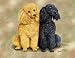 Poodles Woven Lap Square (Throw Blanket)