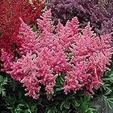 Peach Blossom Astilbe (Pink)