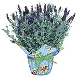Lavender Potted Plant