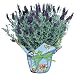 Lavender Potted Plant