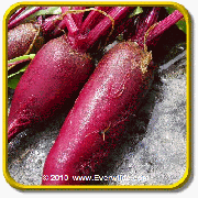 Beet Seeds - 'Cylindra' Vegetable Seed Packet (1000 Seeds)