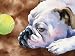 Bulldog Dog Art Print Signed by Artist DJ Rogers