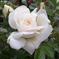 ROSE LIFE BEGINS AT 40-40th Birthday, Gifts For Him Or Her,Sister,Brother,Fourty,40th Birthday Gifts