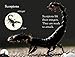 DK Readers Pre-Level 1: Nighttime Animals (DK Readers Level 1)