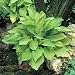 Hosta Gold Standard