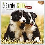 Border Collie Puppies 2016 Square 12x12 (Multilingual Edition)