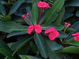 Live Plant Crown of Thorns American Beauty Euphorbia Milii