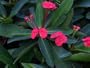 Live Plant Crown of Thorns American Beauty Euphorbia Milii
