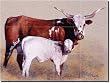 Mother and Child Reunion by John Fawcett - Longhorn Western Glass Tile Wall Floor Mural 18" x 24" Kitchen Shower Backsplash