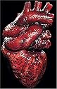 Gory Bloody Latex Human Heart Laboratory Halloween Prop