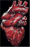 Gory Bloody Latex Human Heart Laboratory Halloween Prop