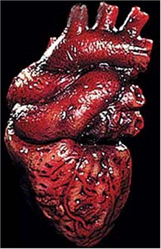 Gory Bloody Latex Human Heart Laboratory Halloween Prop