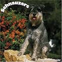 Schnauzers 2007 Wall Calendar