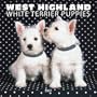 West Highland White Terrier Puppies Calendar