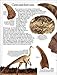 Dinosaur (DK Eyewitness Books)