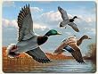 Placemats ~ Ducks - Mallards ~ set of 4 corkboard 11.5 x 15 inch placemats ~ code 559